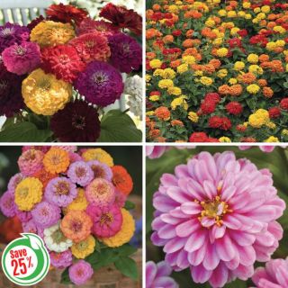 Zinnia Collection Thumbnail